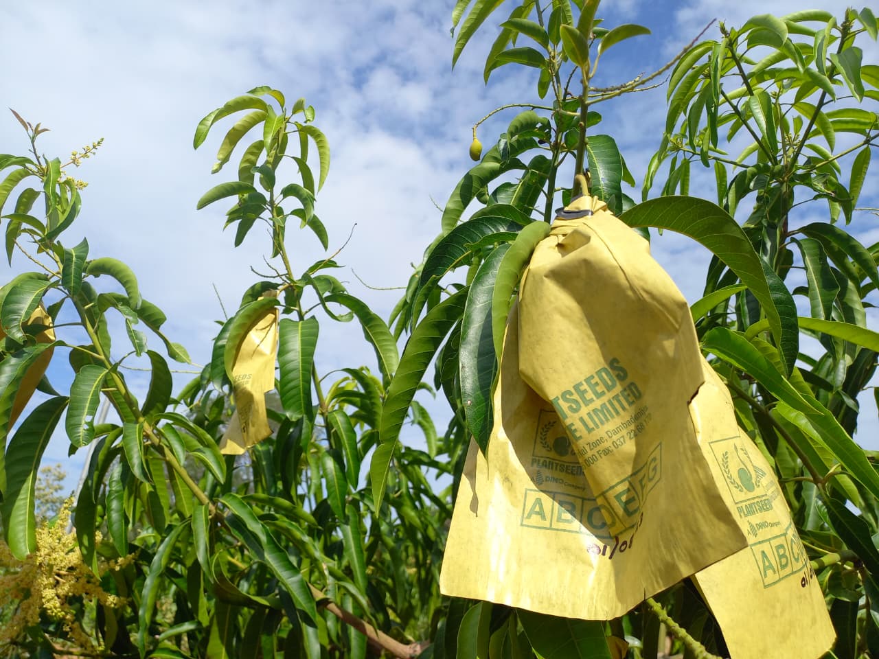 Sri Lankan Agricultural Farm