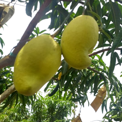 TJC Mangoes